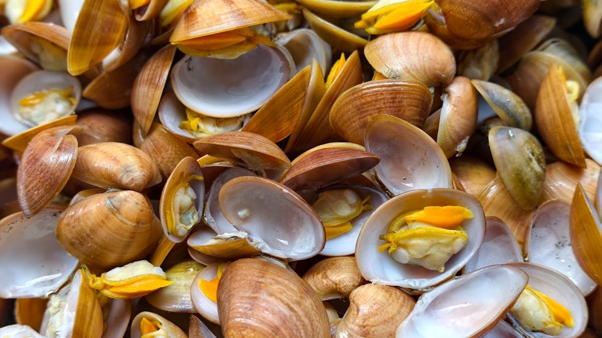 A vibrant close-up image of freshly steamed clams with shells, showing intricate textures.